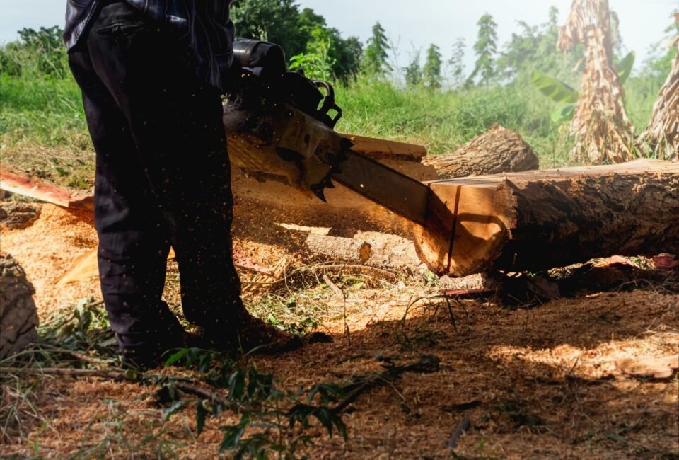 big-log-trees-are-being-cut-with-old-chainsaw-by-lumberjack-worker-sawdust-flying-around-green-forest-background-chainsaw-movement-cutting-wood