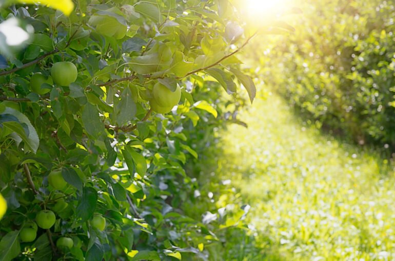 « Créer un Jardin à Faible Entretien: Guide pour les Novices »